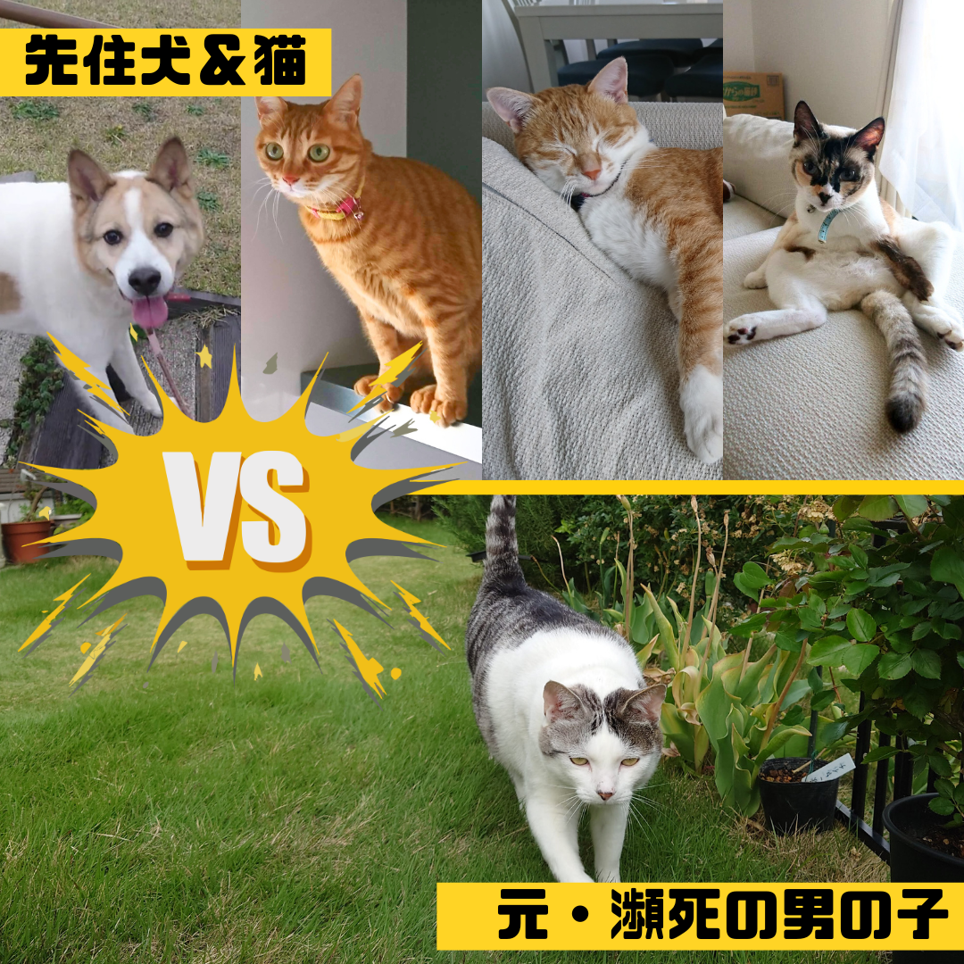 【ご報告】5年ぶりにYouTube「うちぺつ」再始動！＆Webサイトも新しくなりました